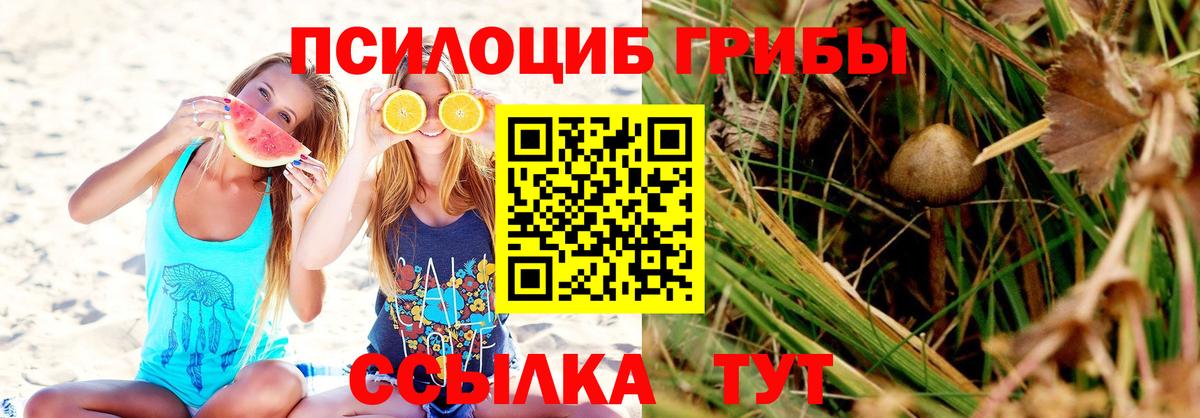 Псилоцибиновые грибы MAGIC MUSHROOMS  как найти наркотики  Вход с VPN  Петровск  Псилоцибиновые грибы Psilocybe 